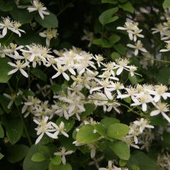 Clematis terniflora - Kleinbloemige clematis
