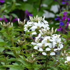 Cleome Senorita Blanca - Kattensnor