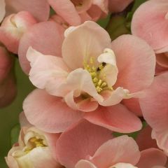 Chaenomeles speciosa Falconnet Charlet - Chinese sierkwee