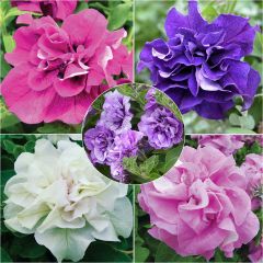 Collectie 5 Dubbele Petunia Surfinia's