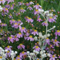 Coreopsis rosea American Dream - Roze meisjesogen