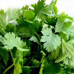 Koriander BIO - Coriandrum sativum