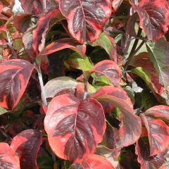 Cornus florida Rainbow - Amerikaanse kornoelje