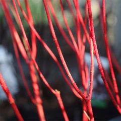 Cornus alba Baton Rouge - Witte kornoelje