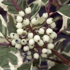 Cornus alba Sibirica Variegata - Witte kornoelje
