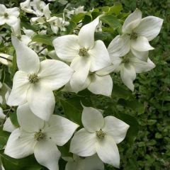 Cornus kousa chinensis Great Star - Japanse kornoelje