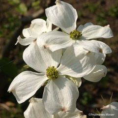 Cornus florida Cherokee Daybreak - Amerikaanse kornoelje