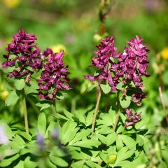 Corydalis solida Purple Bird - Vingerhelmbloem