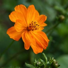 Cosmos sulphureus Mandarin - Oranje cosmea