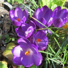Crocus tommasinianus Ruby Giant - Boerenkrokus