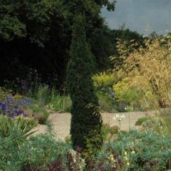 Cupressus sempervirens Totem - Italiaanse cipres