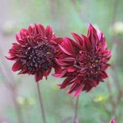 Dahlia Anemone Soulman - Anemoondahlia