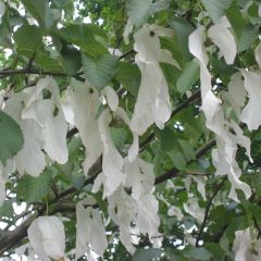 Davidia involucrata Sonoma - Zakdoekjesboom