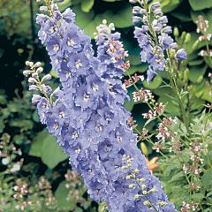 Delphinium Pacific Guinevere - Ridderspoor
