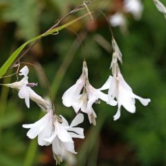 Dierama Guinevere - Engelenhengel