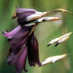 Dierama pulcherrimum Merlin - Engelenhengel