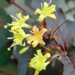 Diervilla splendens Diva - Amerikaanse weigelia