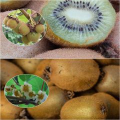 Duo Kiwi 'Hayward' vrouwelijk en 'Atlas' mannelijke bestuiver