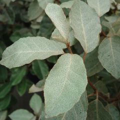Elaeagnus ebbingei - Olijfwilg