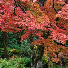 Acer palmatum - Japanse esdoorn