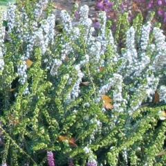 Erica darleyensis Winter Belles Katia - Winterheide