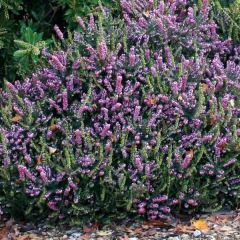 Erica darleyensis Winter Belles Phoebe - Winterheide
