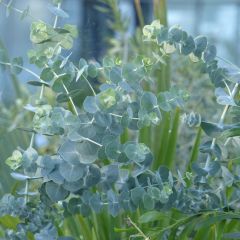 Eucalyptus pulverulenta Baby Blue - Gomboom