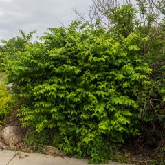 Euonymus alatus Compactus - Gevleugelde kardinaalsmuts