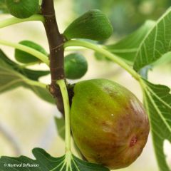 Vijgenboom Goutte d'Or