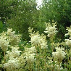 Filipendula ulmaria Variegata - Moerasspirea