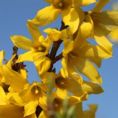 Forsythia Marée d'Or - Chinees klokje