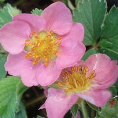 Fragaria Pink Panda - Aardbei