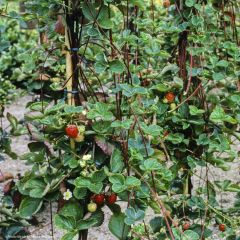 Klimaardbei Mount Everest (jonge planten)