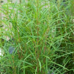 Rhamnus frangula Fine Line - Sporkehout