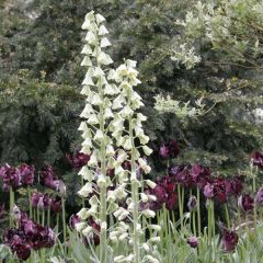 Fritillaria persica Ivory Bells - Perzische fritillaria