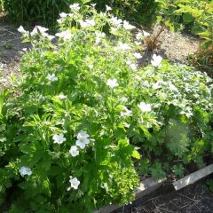 Geranium sylvaticum Album - Bosooievaarsbek