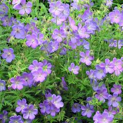 Geranium Johnson's Blue - Ooievaarsbek