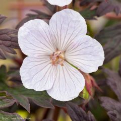 Geranium Black'n white Army - Beemdooievaarsbek