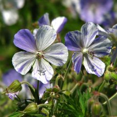 Geranium pratense Splish Splash - Beemdooievaarsbek