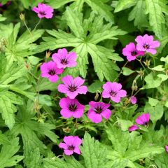 Geranium Patricia - ooievaarsbek