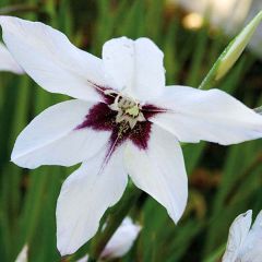 Gladiolus callianthus - Abessijnse gladiool