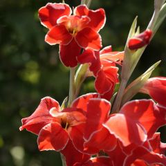 Gladiool Atom - Primuline-gladiool