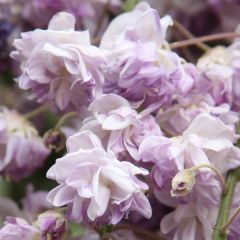 Wisteria floribunda Violacea Plena - Blauweregen