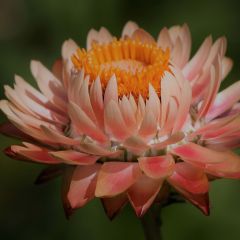Strobloem Double Zalm (zaad) - Helichrysum bracteatum monstrosum