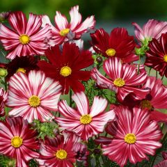 Cosmea Velouette (zaad) - Cosmos bipinnatus