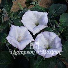 Datura meteloides Evening Fragrance (zaad) - Doornappel