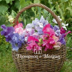 Lathyrus odoratus Antique Fantasy Mixed (zaad) - Siererwt