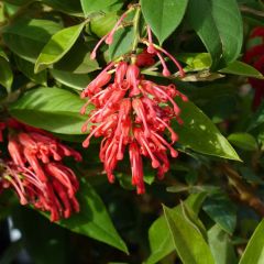 Grevillea rhyolitica - Australische zilvereik