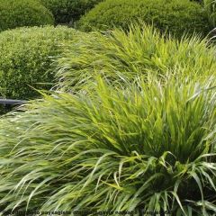 Hakonechloa macra - Japans berggras