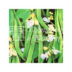 Pronkboon White Lady